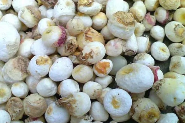 种植旱半夏的方法,出苗后亩施有机肥1000-2000公斤