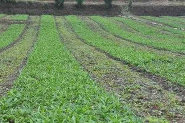 种植旱半夏的方法,出苗后亩施有机肥1000-2000公斤