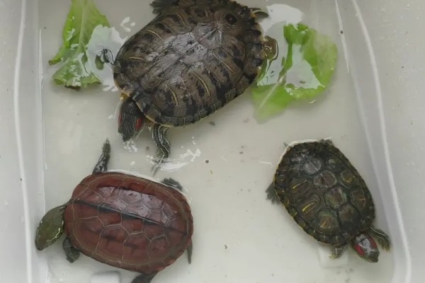 巴西龟为什么不吃食，可能是食物不可口