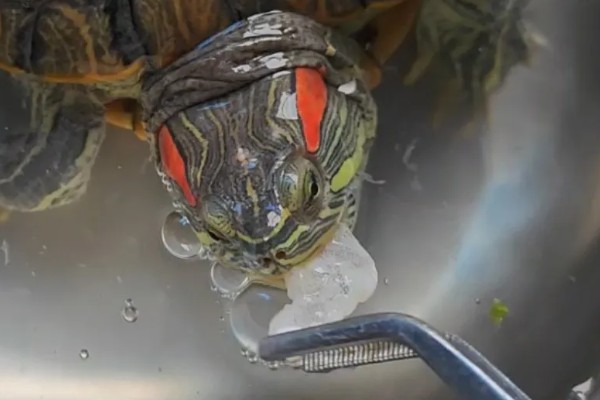 巴西龟为什么不吃食，可能是食物不可口