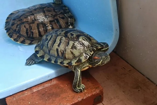 巴西龟为什么不吃食，可能是食物不可口