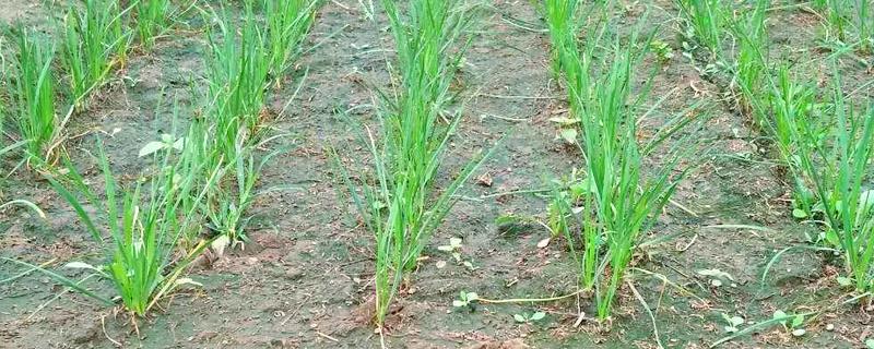 韭菜根怎么种植，用生根水浸泡后再栽入土壤中