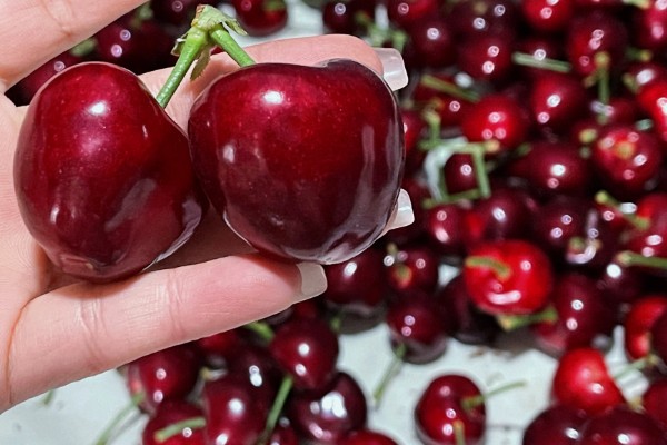 美早樱桃品种简介,该品种果实大而整齐