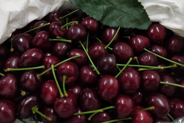 美早樱桃品种简介,该品种果实大而整齐