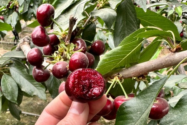 美早樱桃品种简介,该品种果实大而整齐