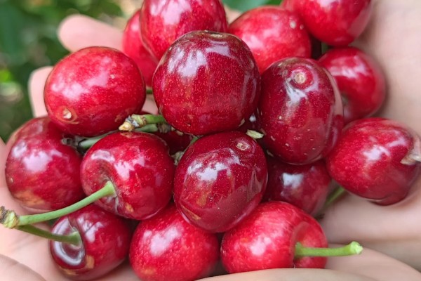 美早樱桃品种简介,该品种果实大而整齐