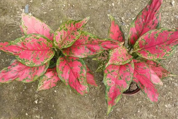 如意皇后叶子怎样变红，要保证植株生长有足够的水份