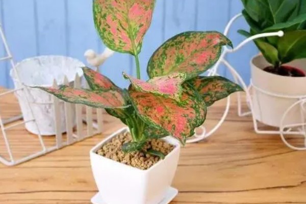 如意皇后叶子怎样变红，要保证植株生长有足够的水份