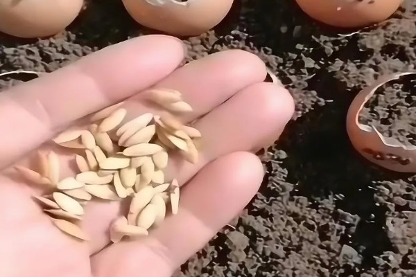 黄瓜种子一般几天发芽，一般要5-7天左右