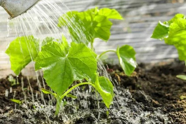 黄瓜种子一般几天发芽，一般要5-7天左右