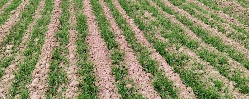 怎么种小麦，播种前一定要进行催芽处理和拌种