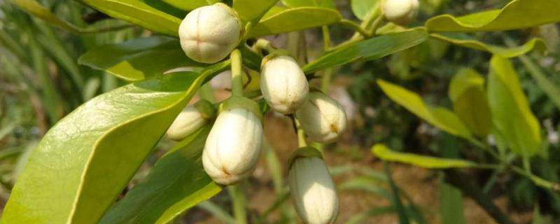 柚子开花怎么让它结果，摇动树干有助于花朵授粉