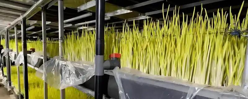 怎么在室内种植蒜黄，每隔2-3天浇灌一次