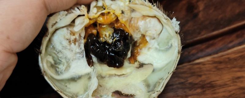 母蟹黄上的黑色是什么，是受精卵已经发育完成