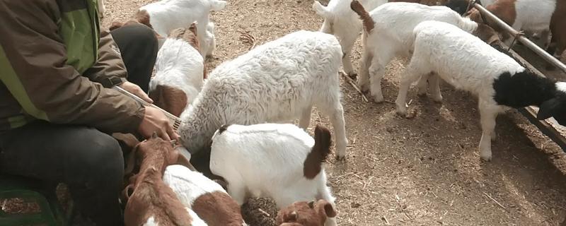 刚出生的小羊拉稀如何治疗，可肌注氟苯尼考注射液