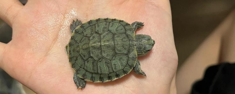 饵料鱼能不能用来喂小乌龟，可以饲喂但营养单一