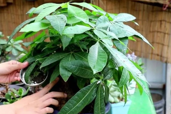 发财树如何施肥，适宜在生长旺盛期和换盆期施肥