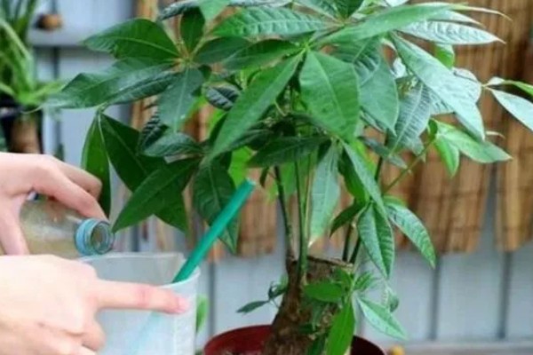 发财树如何施肥，适宜在生长旺盛期和换盆期施肥