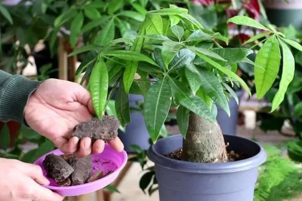 发财树如何施肥，适宜在生长旺盛期和换盆期施肥