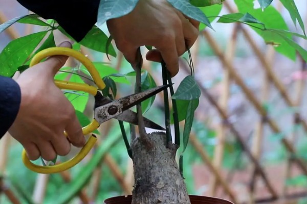 发财树如何施肥，适宜在生长旺盛期和换盆期施肥