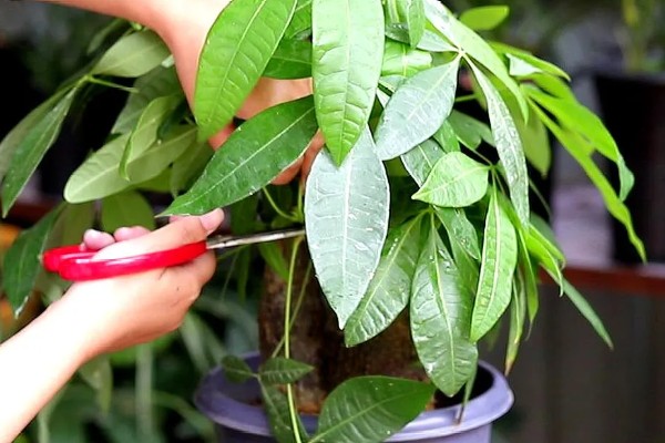 发财树如何施肥，适宜在生长旺盛期和换盆期施肥