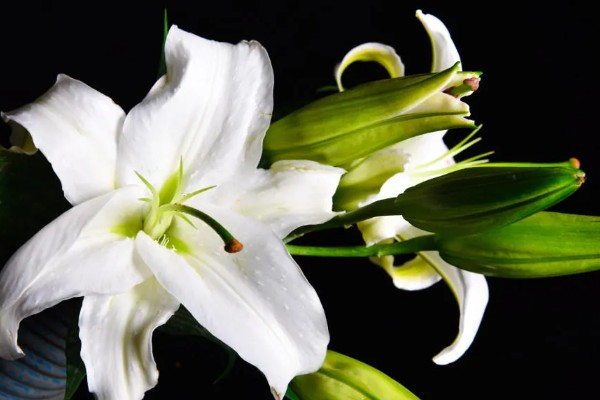 香水百合怎么水养，插水前要先对其进行修剪