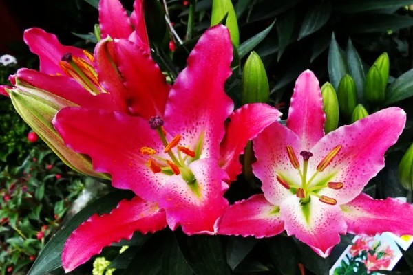 香水百合怎么水养，插水前要先对其进行修剪