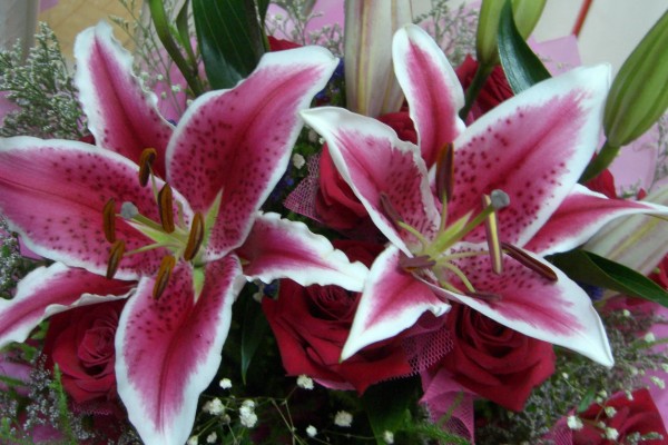 香水百合怎么水养，插水前要先对其进行修剪