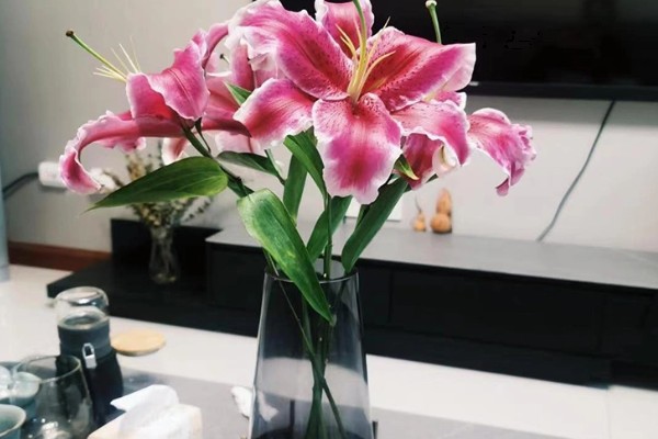 香水百合怎么水养，插水前要先对其进行修剪