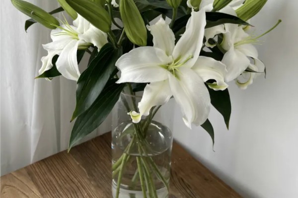 香水百合怎么水养，插水前要先对其进行修剪