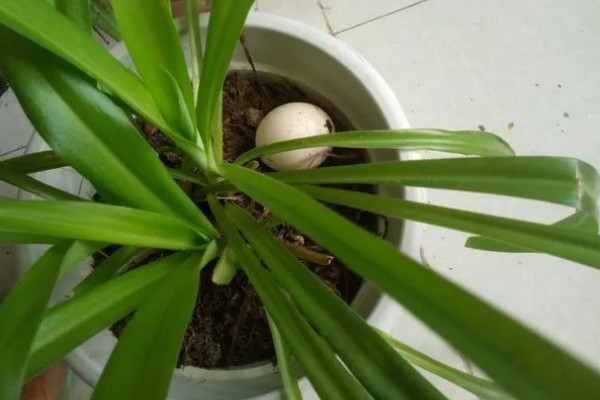 为什么吊兰要放鸡蛋壳,鸡蛋壳可促进吊兰根部的发育