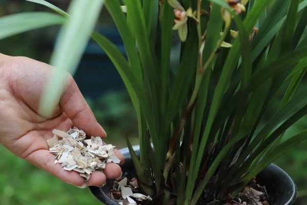 为什么吊兰要放鸡蛋壳,鸡蛋壳可促进吊兰根部的发育