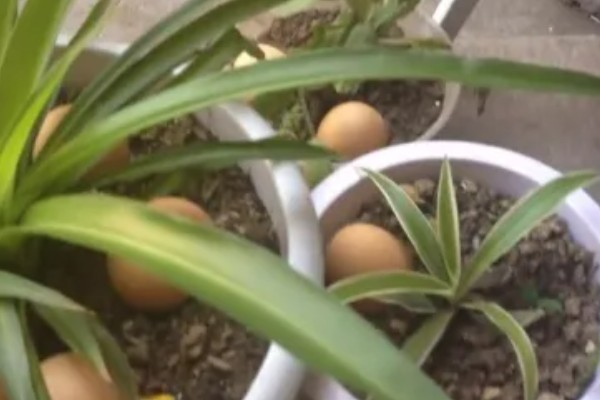 为什么吊兰要放鸡蛋壳,鸡蛋壳可促进吊兰根部的发育