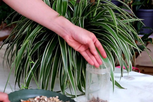 为什么吊兰要放鸡蛋壳,鸡蛋壳可促进吊兰根部的发育