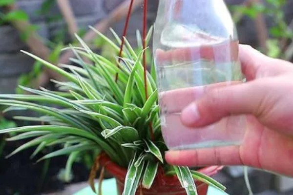 为什么吊兰要放鸡蛋壳,鸡蛋壳可促进吊兰根部的发育