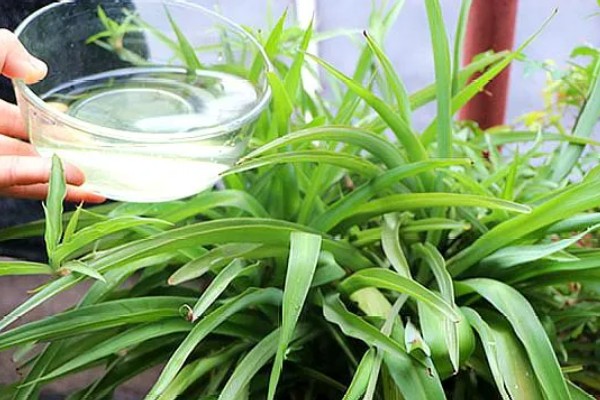 为什么吊兰要放鸡蛋壳,鸡蛋壳可促进吊兰根部的发育