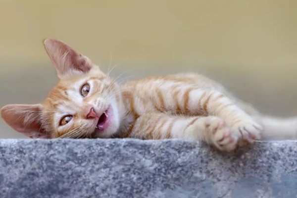 猫拉完屎为什么像疯了一样,因为其心情舒畅所致