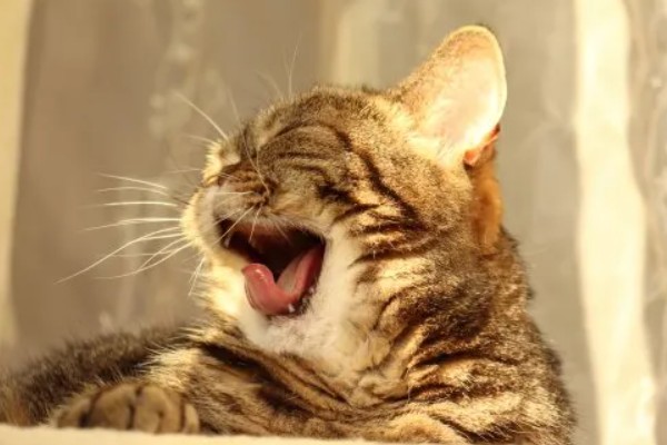 猫拉完屎为什么像疯了一样,因为其心情舒畅所致