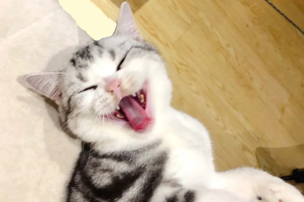 猫拉完屎为什么像疯了一样,因为其心情舒畅所致