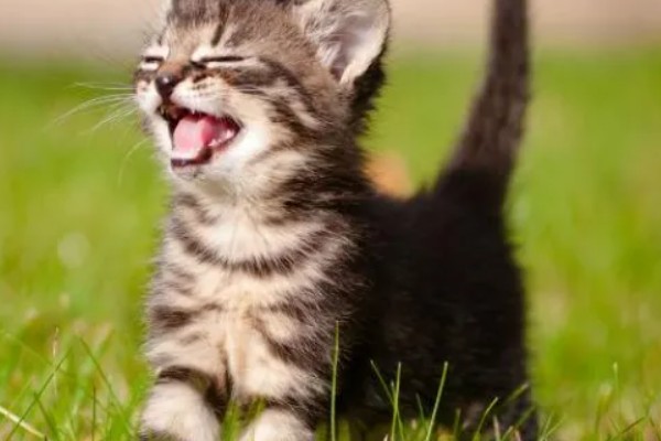 猫拉完屎为什么像疯了一样,因为其心情舒畅所致
