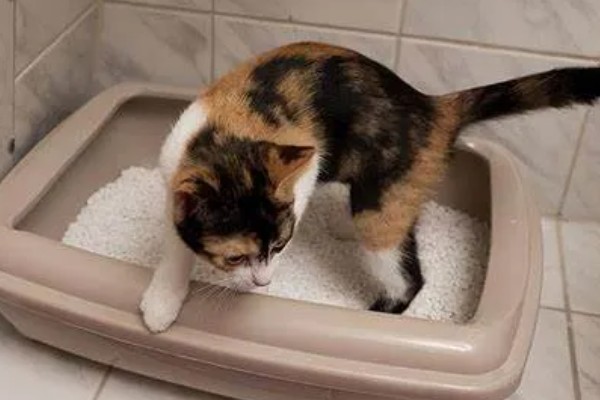 猫拉完屎为什么像疯了一样,因为其心情舒畅所致
