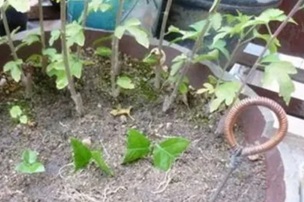 怎么扦插法国香水藤茉莉，选择健康的枝条作为插穗