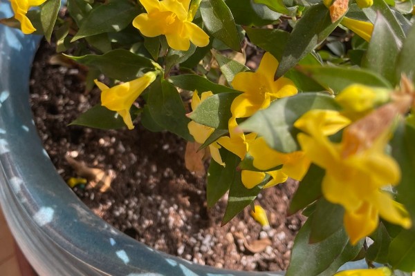 怎么扦插法国香水藤茉莉，选择健康的枝条作为插穗