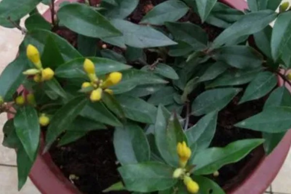 怎么扦插法国香水藤茉莉，选择健康的枝条作为插穗