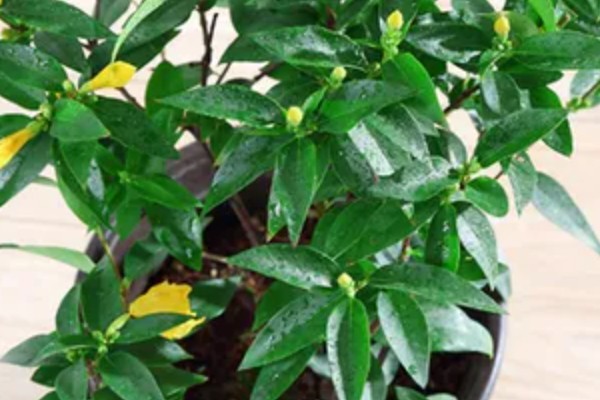 怎么扦插法国香水藤茉莉，选择健康的枝条作为插穗