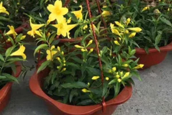 怎么扦插法国香水藤茉莉，选择健康的枝条作为插穗