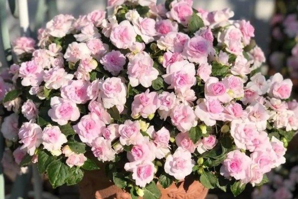 非洲重瓣凤仙花能不能过冬，养护得当可以安全过冬
