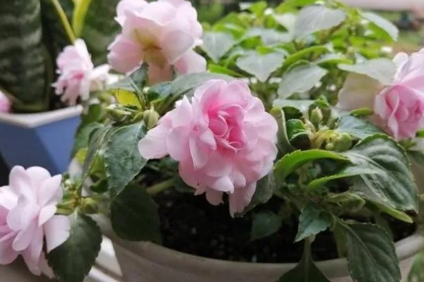 非洲重瓣凤仙花能不能过冬，养护得当可以安全过冬