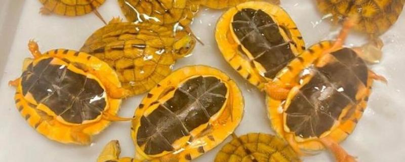 金钱龟好不好养，饲养的难度并不是很大