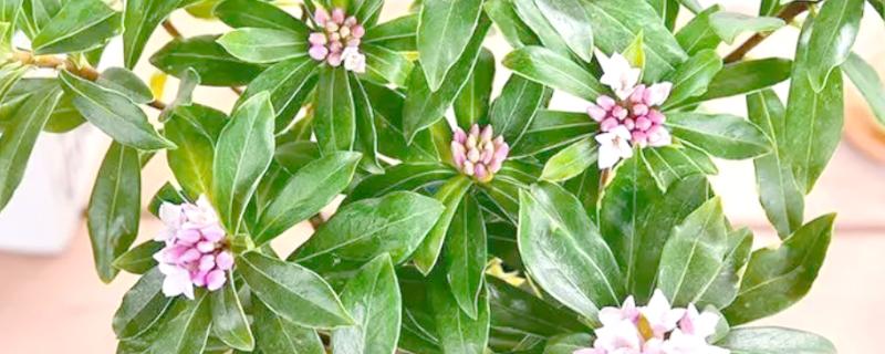 瑞香不生长的原因，可能是土壤碱化板结所致